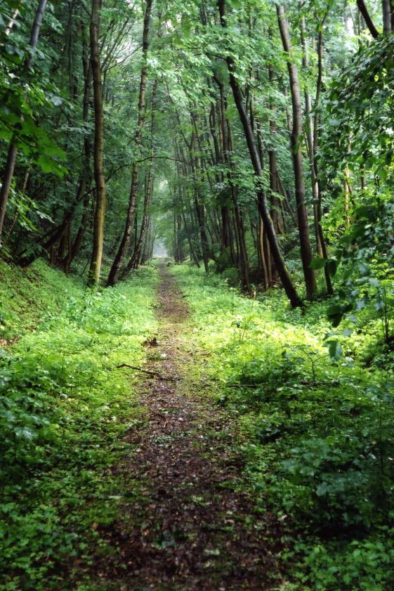 Buchenwald, railway track, built by prisoners, that leads to BuchenwLD t copy