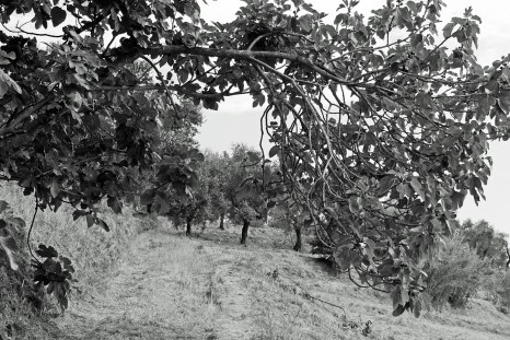 Fig trees, Italy