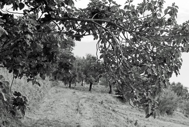 Fig trees, Italy